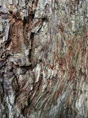 Embracing Nature’s Imperfections: The Beauty of the Imperfect Tree